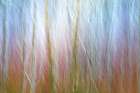 USA-Washington State-Seabeck Alder forest abstract Art Print